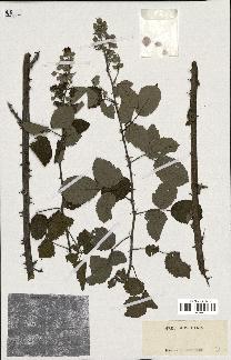 spécimen de Rubus argenteus