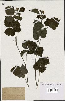 spécimen de Rubus sp.