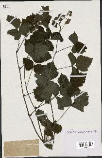 spécimen de Rubus sp.