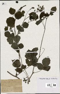 spécimen de Rubus sp.