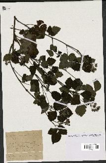 spécimen de Rubus sp.