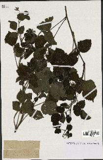 spécimen de Rubus sp.