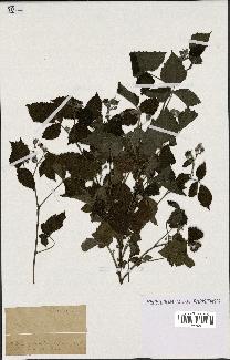 spécimen de Rubus sp.