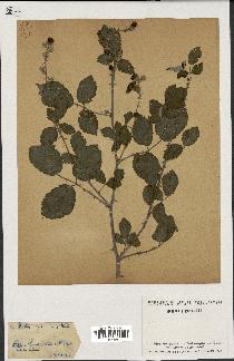 spécimen de Rubus ulmifolius