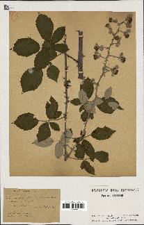 spécimen de Rubus ulmifolius