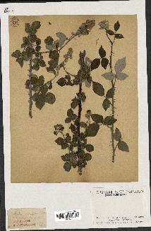 spécimen de Rubus ulmifolius