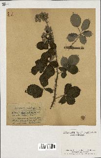 spécimen de Rubus ulmifolius