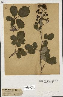 spécimen de Rubus ulmifolius