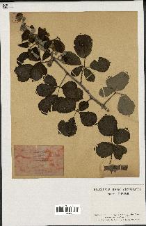 spécimen de Rubus ulmifolius