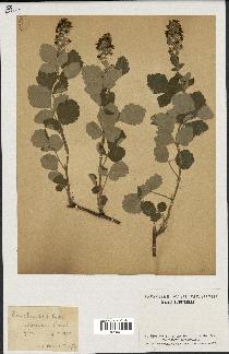 spécimen de Rubus tomentosus