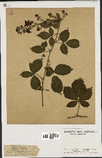 spécimen de Rubus tomentosus