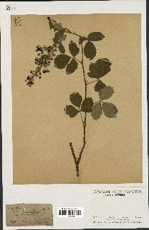 spécimen de Rubus tomentosus
