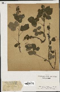 spécimen de Rubus tomentosus