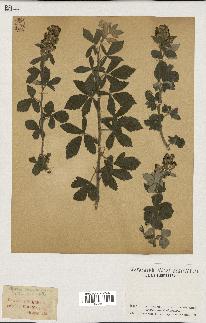 spécimen de Rubus tomentosus