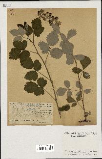 spécimen de Rubus tomentosus