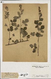 spécimen de Rubus tomentosus