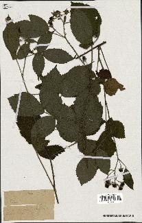 spécimen de Rubus sp.