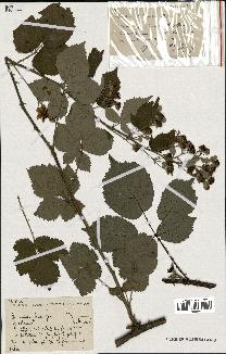 spécimen de Rubus rusticanus