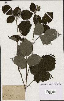 spécimen de Rubus sp.