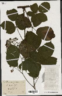 spécimen de Rubus sp.