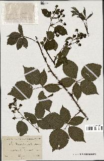 spécimen de Rubus divaricatus