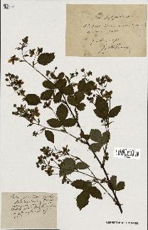 spécimen de Rubus fastigiatus