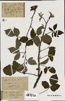 spécimen de Rubus discerptus