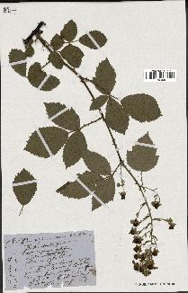 spécimen de Rubus sp.