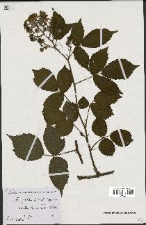 spécimen de Rubus pallidus