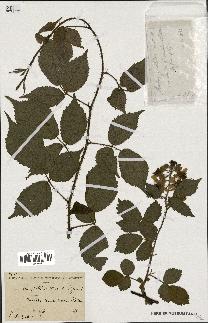 spécimen de Rubus pallidus