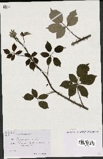 spécimen de Rubus argenteus