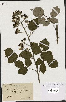 spécimen de Rubus argenteus