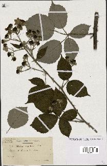 spécimen de Rubus argenteus