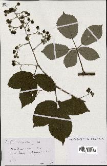 spécimen de Rubus argenteus