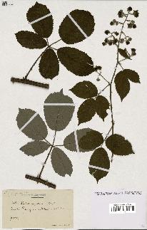 spécimen de Rubus argenteus