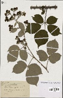 spécimen de Rubus argenteus