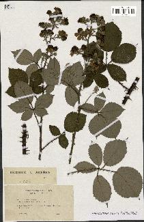 spécimen de Rubus gilloti