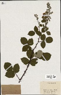 spécimen de Rubus fruticosus