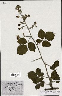 spécimen de Rubus flaccidus