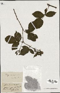 spécimen de Rubus divaricatus