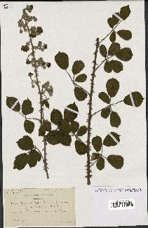 spécimen de Rubus cuneatus