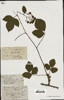 spécimen de Rubus cuspidatus