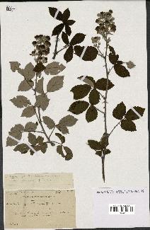 spécimen de Rubus contractifolius