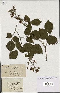 spécimen de Rubus carpinifolius