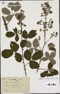 spécimen de Rubus albiflorus