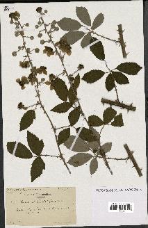 spécimen de Rubus albiflorus