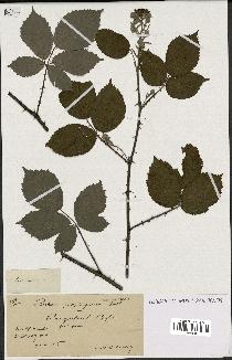 spécimen de Rubus propinquus