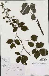 spécimen de Rubus incarnatus