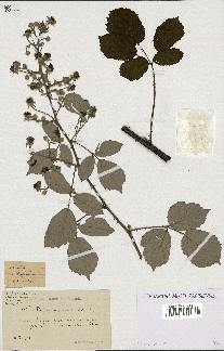 spécimen de Rubus incarnatus