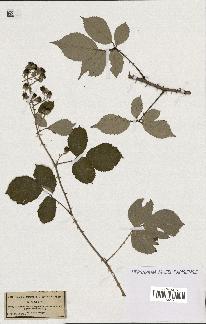 spécimen de Rubus speciosus